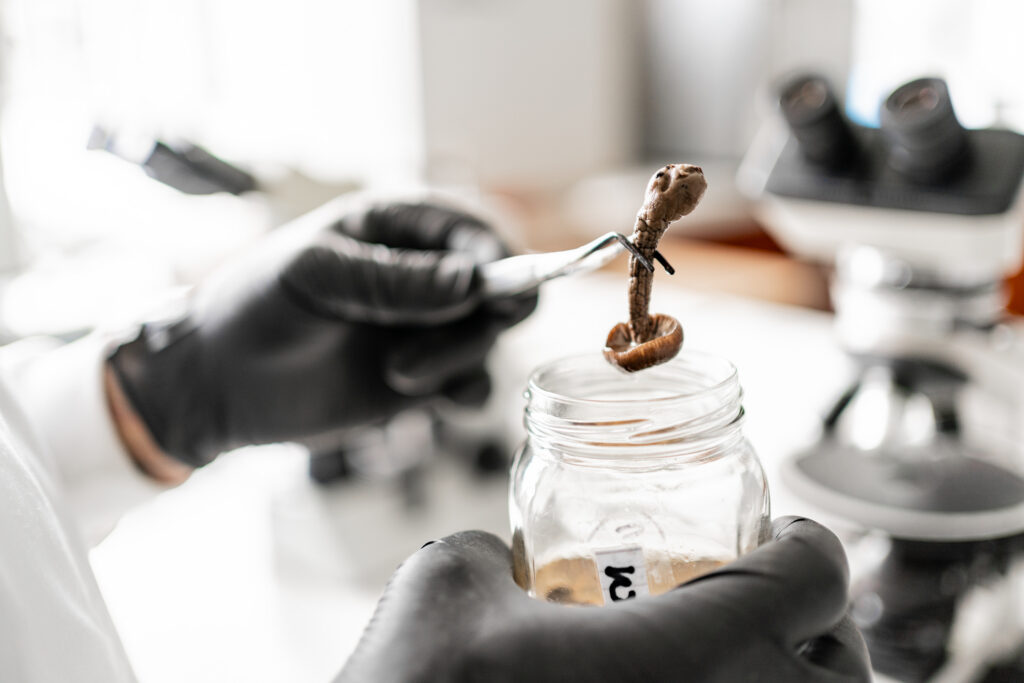 recherche-scientifique-1024x683 Les champignons thérapeutiques: des vertus insoupçonnées pour les animaux